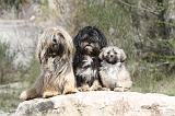 LHASSA APSO 034